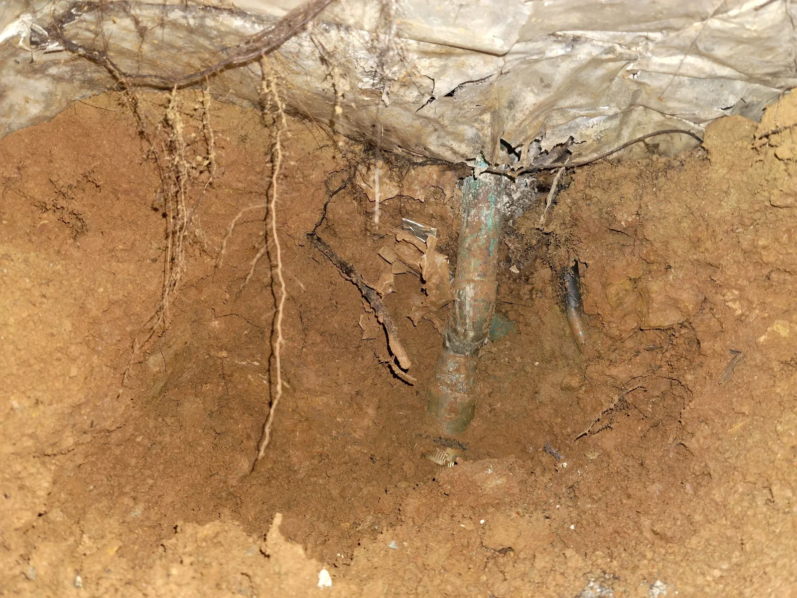 Tree roots hanging down around a pipe beneath a house
