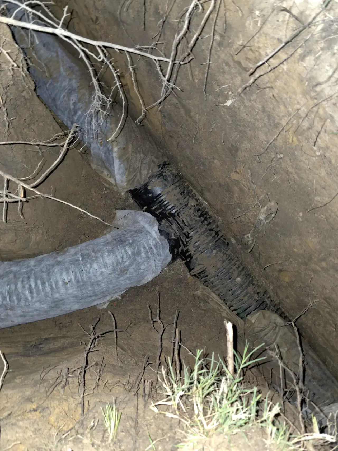 Tree roots wrapped around a failed sewer line in East Texas